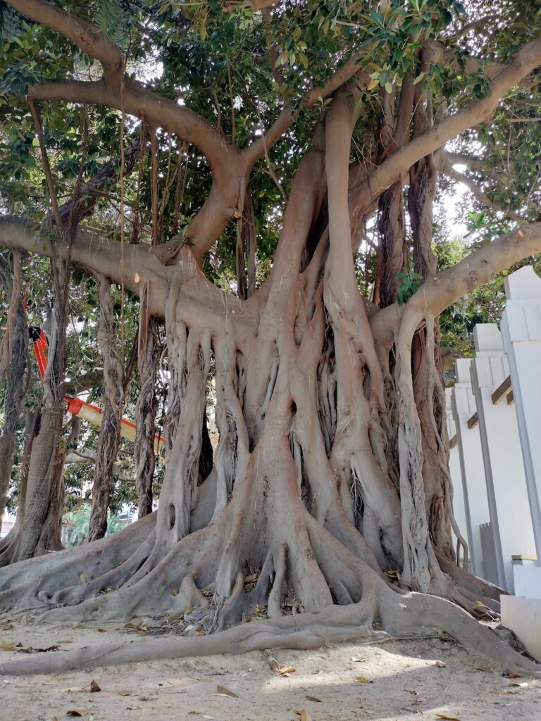 Arbre avec plusieurs troncs