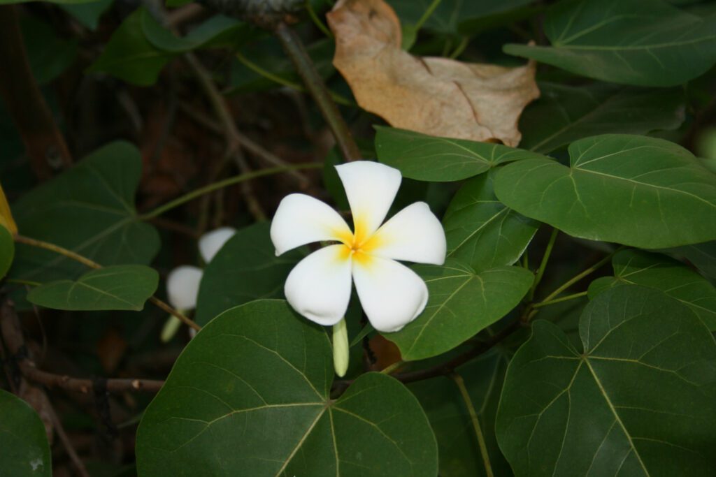 fleur de Tiaré - monoi