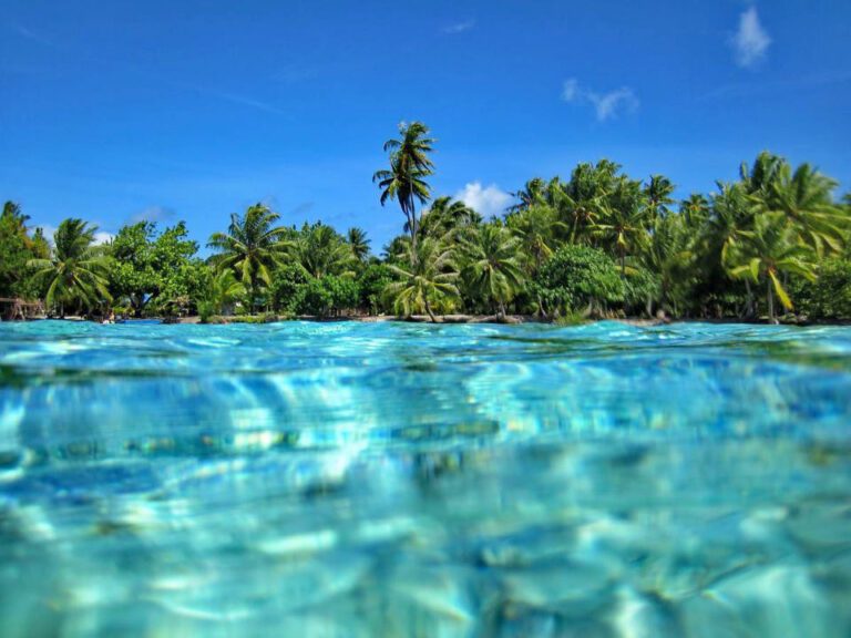 vue de palmier depuis l'eau cristalline