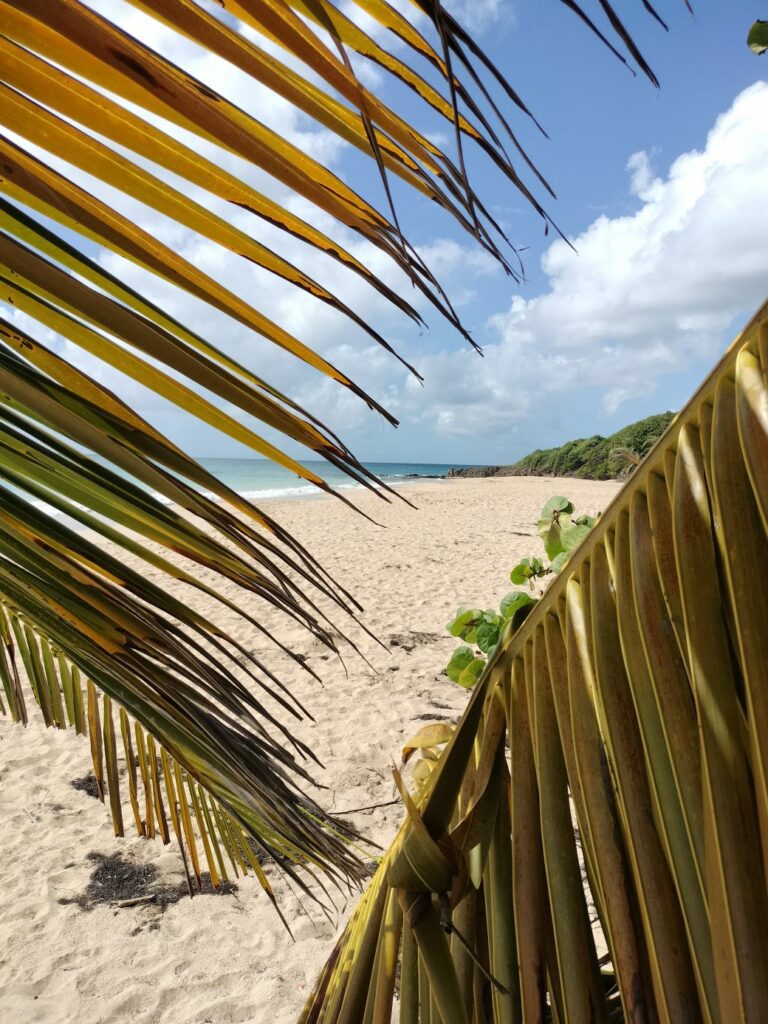 Plage feuille de palmier