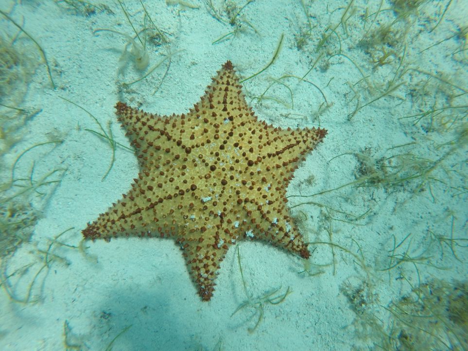 Plongée en famille avec une étoile de mer dans les Caraïbes