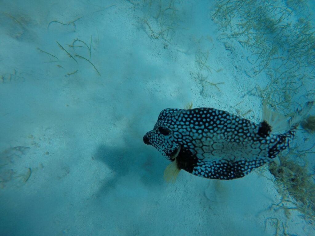 Plongée en famille avec un poisson coffre dans les Caraïbes