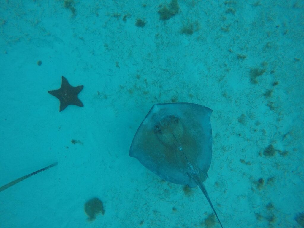 Réussir sa vie de famille en voyage : snorkeling avec une raie et une étoile de mer