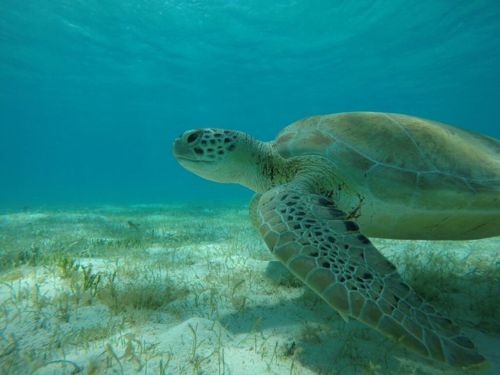 Plongée en famille avec une tortue marine dans les Caraïbes