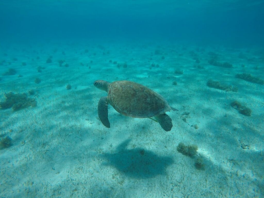 Réussir sa vie de famille en voyage : snorkeling avec une tortue marine