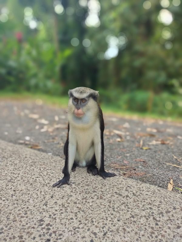 Comment tirer le meilleur de chaque situation - singe mona