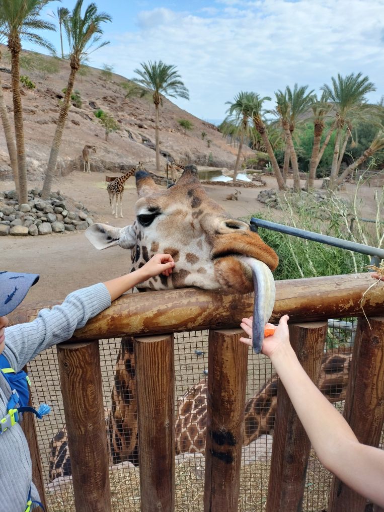 Fuerteventura, Zoo oasis wildlife.