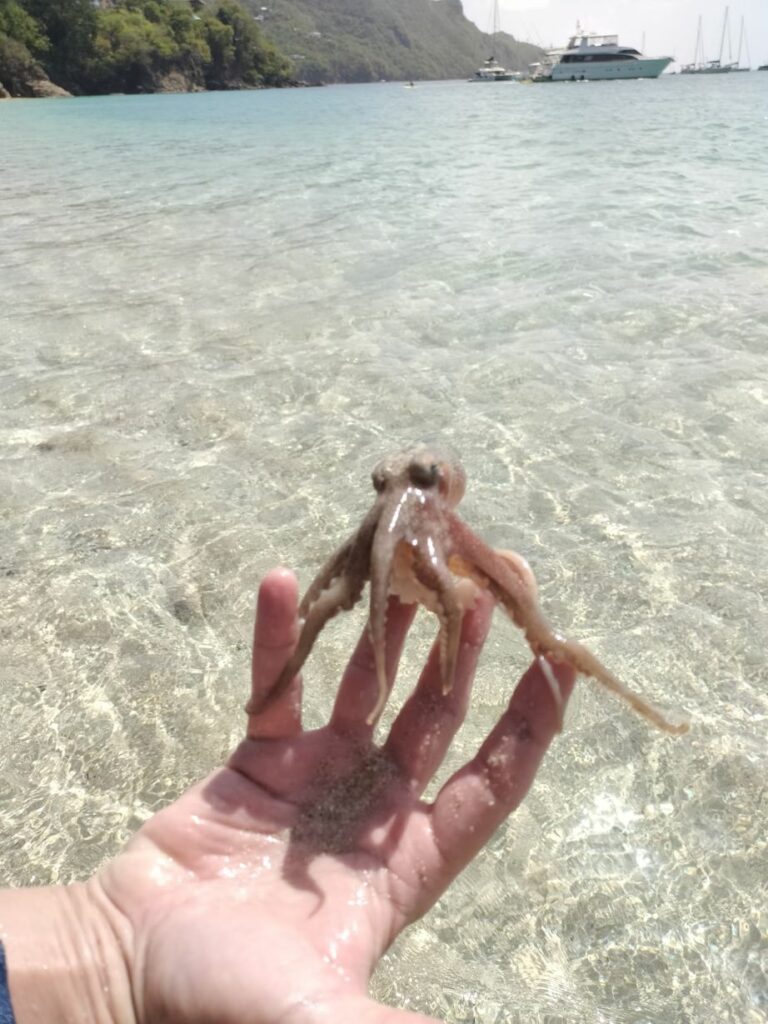 Bébé poulpe dans les mains, les enfants en voyages en famille